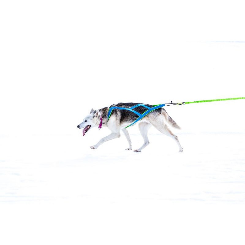 Inlandsis Polar Quest harnais x-back canicross chien de traineau