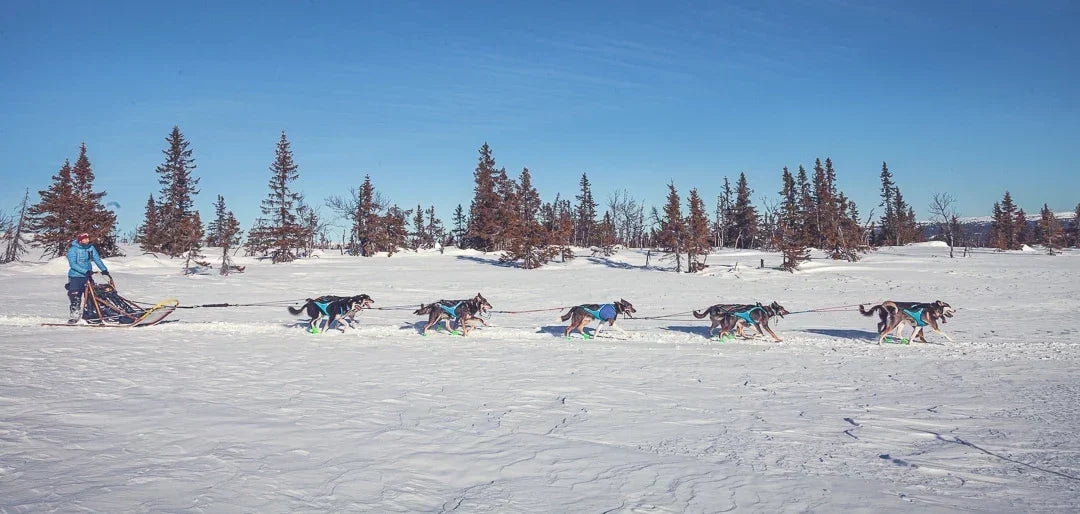 À la découverte du mushing et des chiens de traîneau