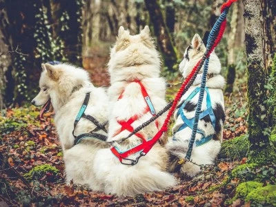 Comment choisir le bon harnais pour mon chien ?