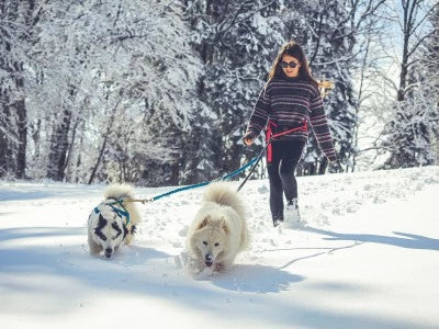 Qu'est-ce que la cani-rando et quel matériel utiliser ?