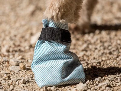 Comment choisir des bottines pour mon chien ?