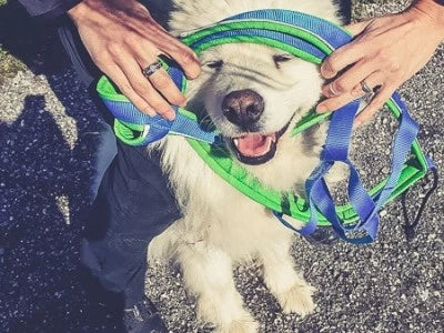 Comment mettre un harnais Inlandsis à son chien ?