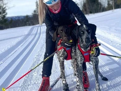 Harnais Blizzard Beast : une conception au plus près du chien