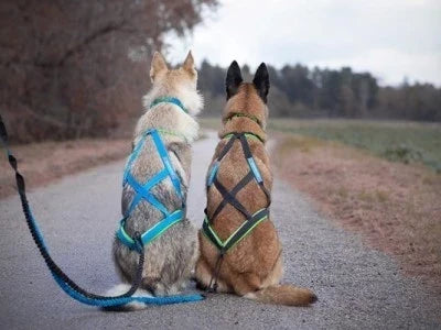 Qu’est-ce qu’un harnais pour chien de type X-back ?