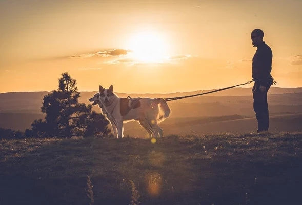 Comment choisir sa laisse de canicross ?