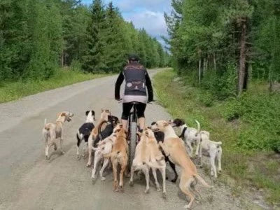[Training Tips] Entraînement en endurance de mon chien de sport.