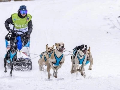 [Training Tips] Comment entraîner mon chien de sport ?