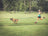 [Training tips] Comment entraîner la  vitesse de mon chien de sport ?