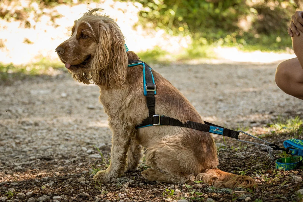 Quel harnais choisir pour un petit chien ?
