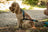 Quel harnais choisir pour un petit chien ?