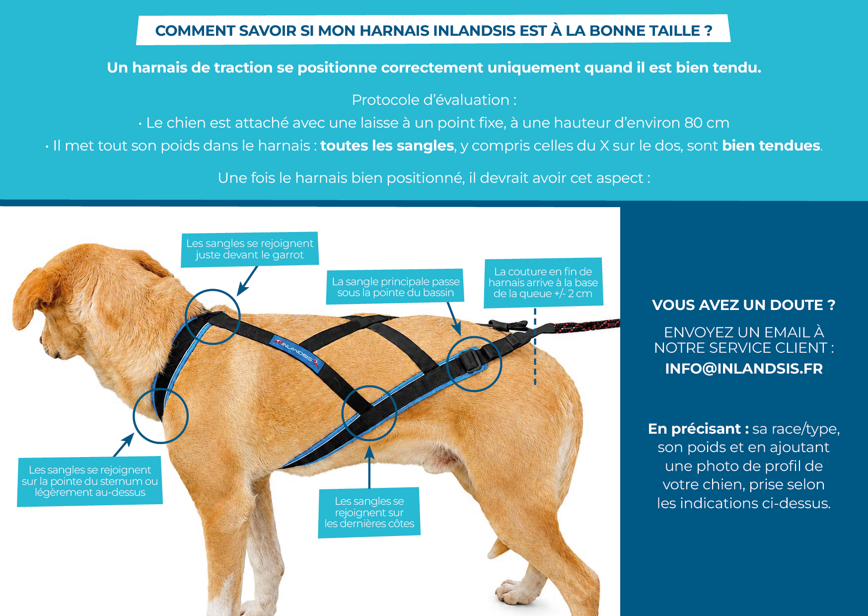 Guide : vérifiez si votre harnais de canicross Inlandsis est bien adapté à votre chien