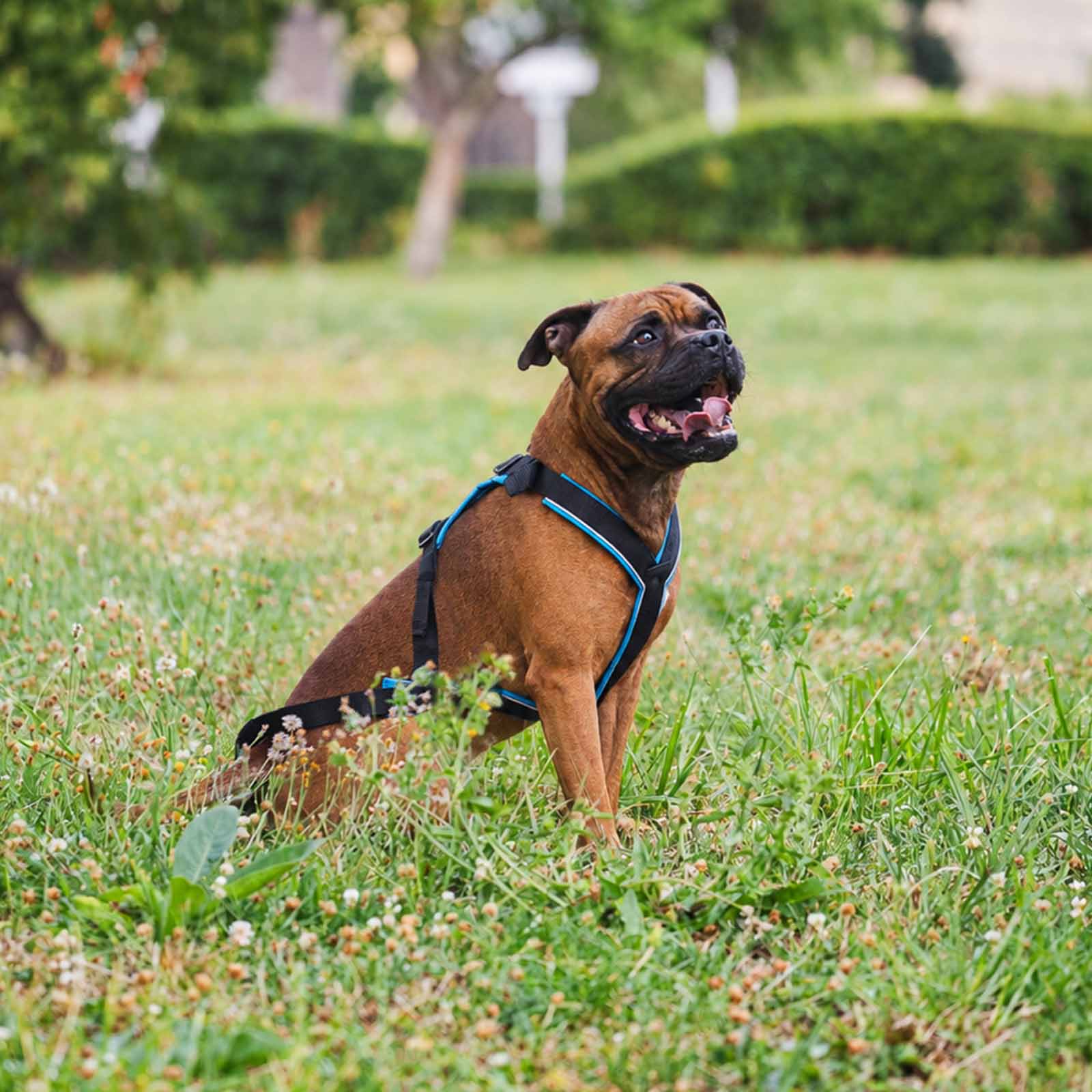Open-Fit - Adjustable canicross harness