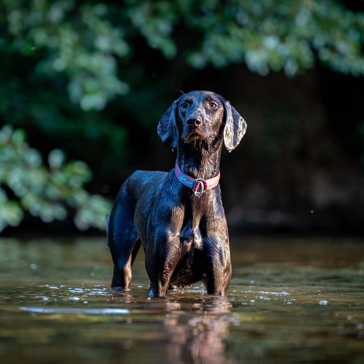 Summit SC - Collier pour chien semi-coulissant
