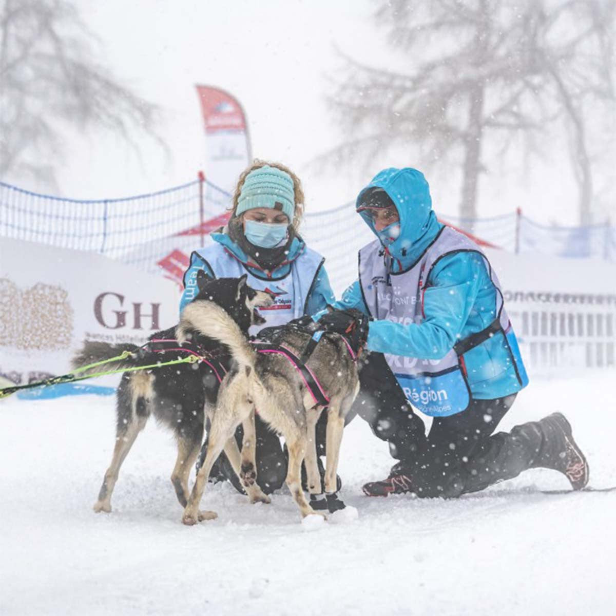 Polar Quest - Canicross-Geschirr, Mushing