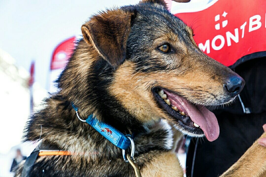 Summit - Collar para perro