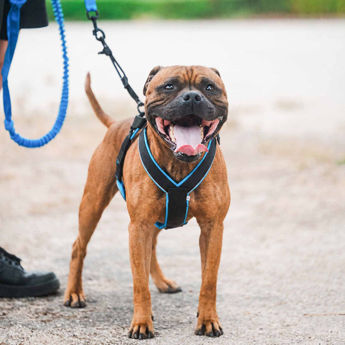 Open-Fit - Adjustable canicross harness