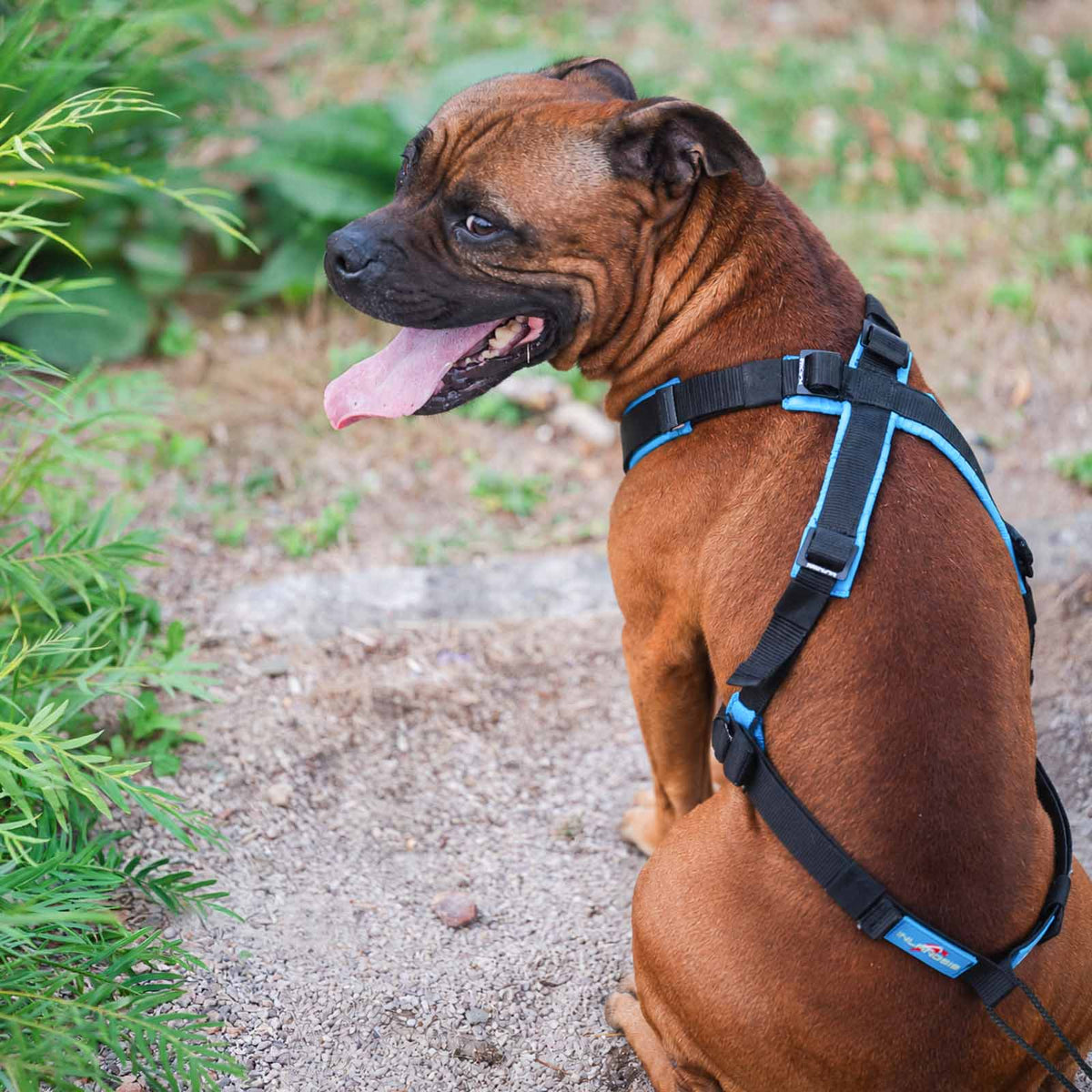Open-Fit - Adjustable canicross harness