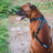 Open-Fit - Adjustable canicross harness