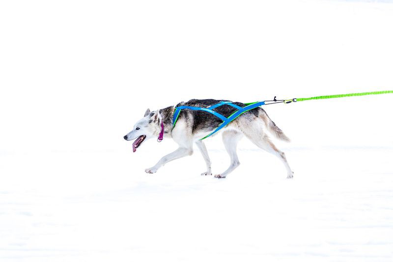 Polar Quest - Canicross-Geschirr, Mushing