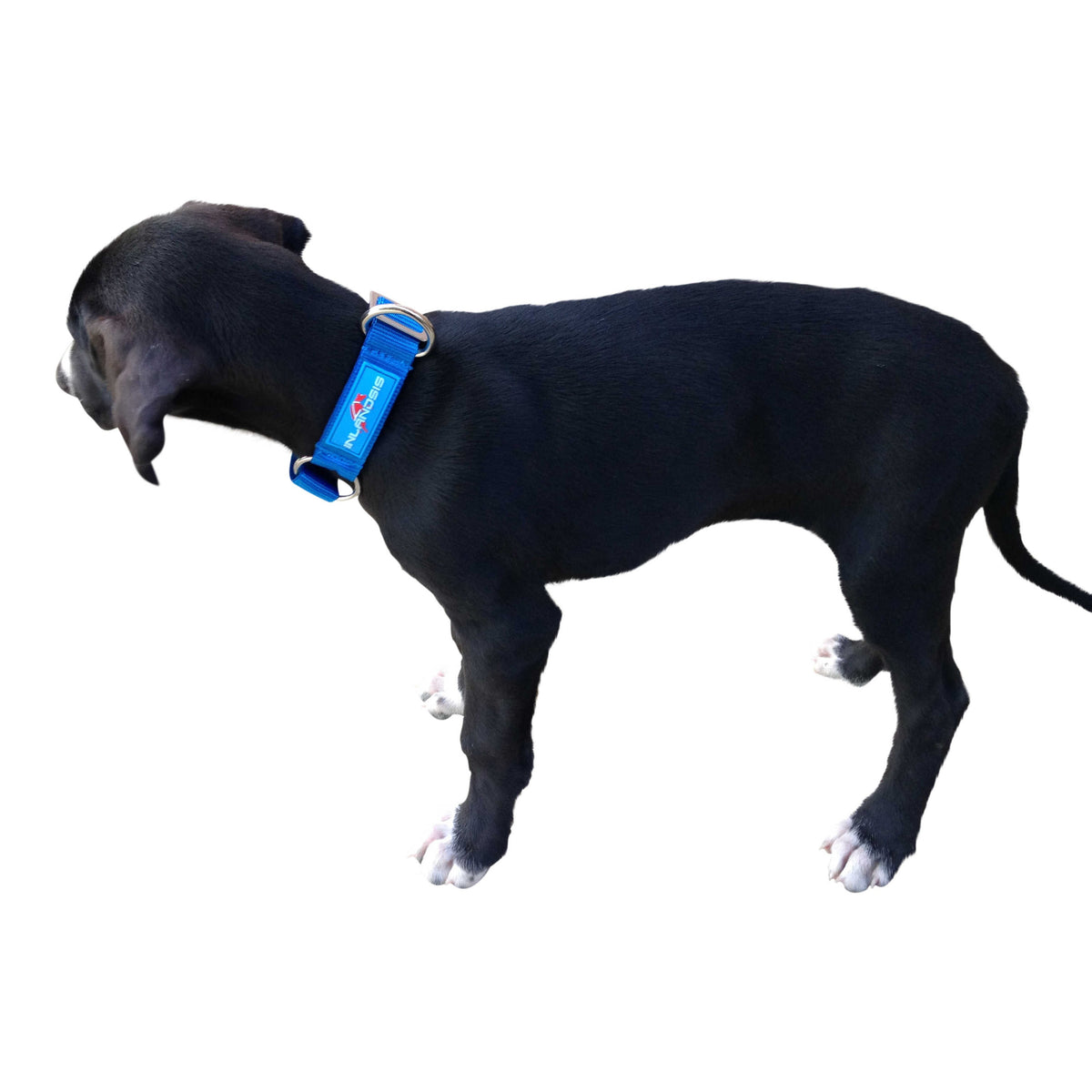 Summit - Collar para perro