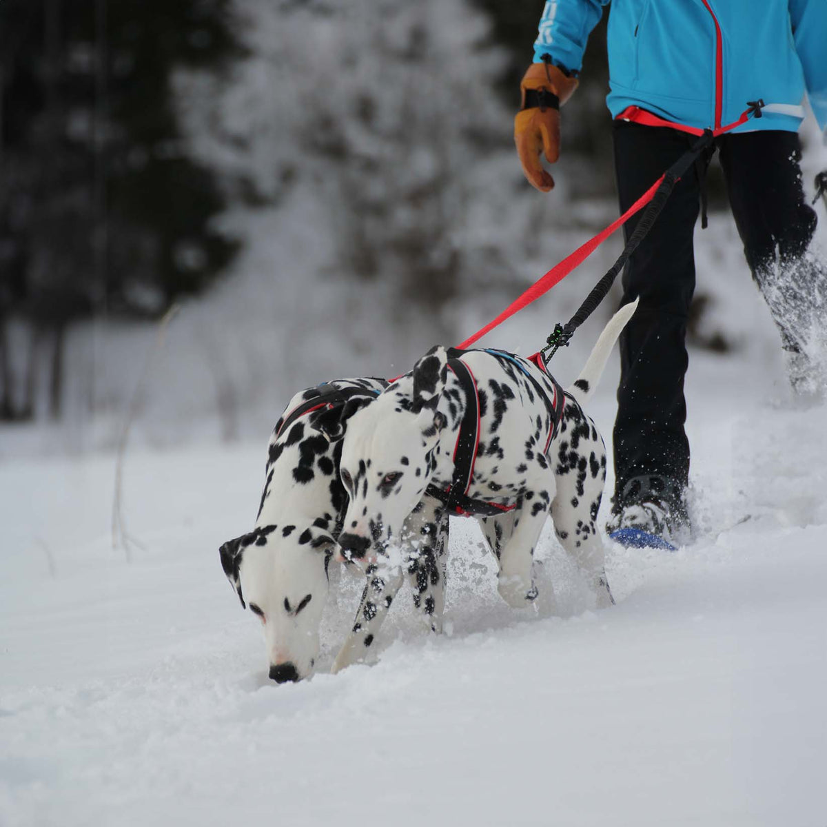 Polar Quest - Canicross-Geschirr, Mushing