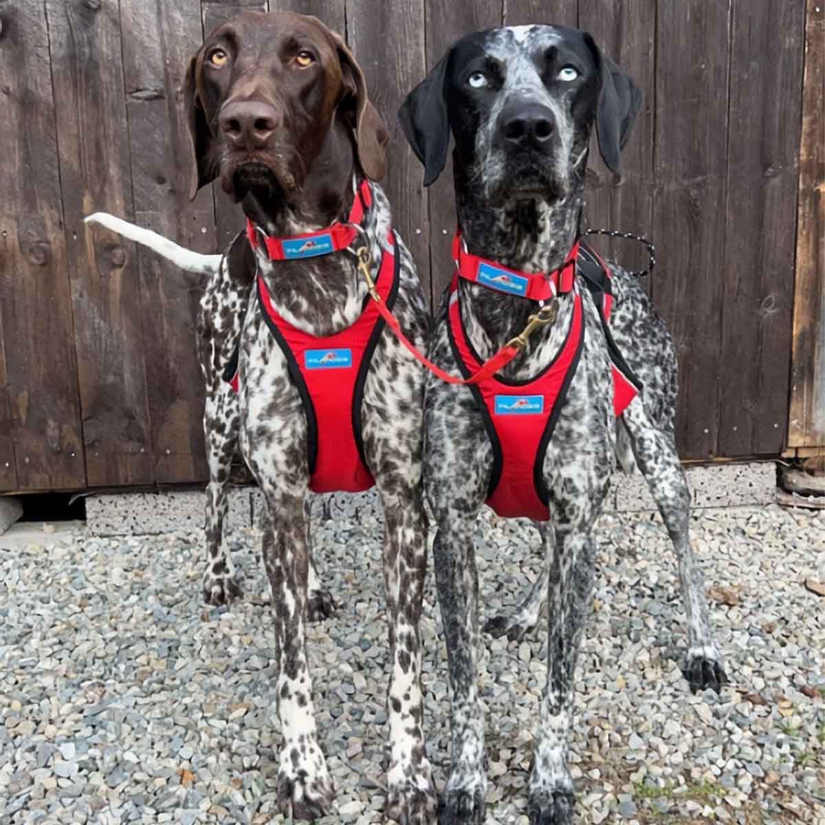 Summit - Collar para perro