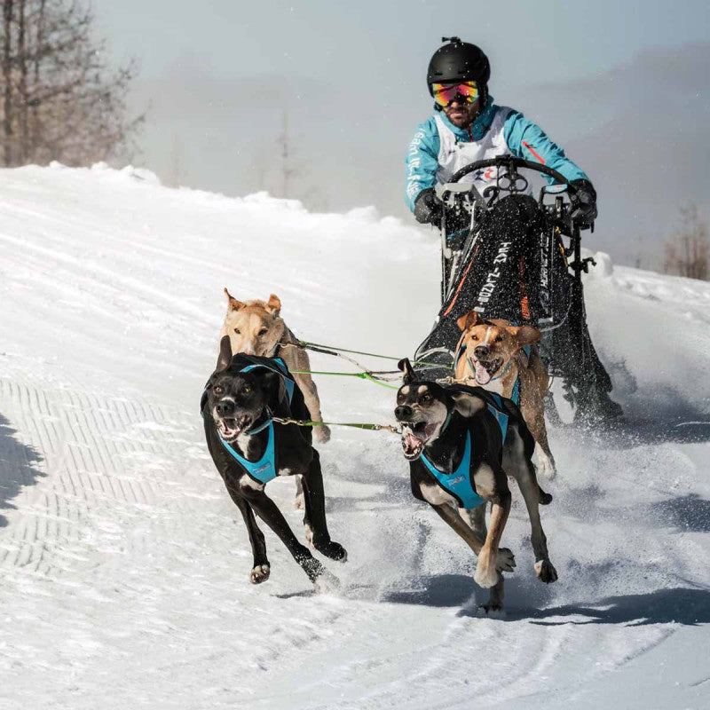 Blizzard Beast - prestatieharnas voor canicross