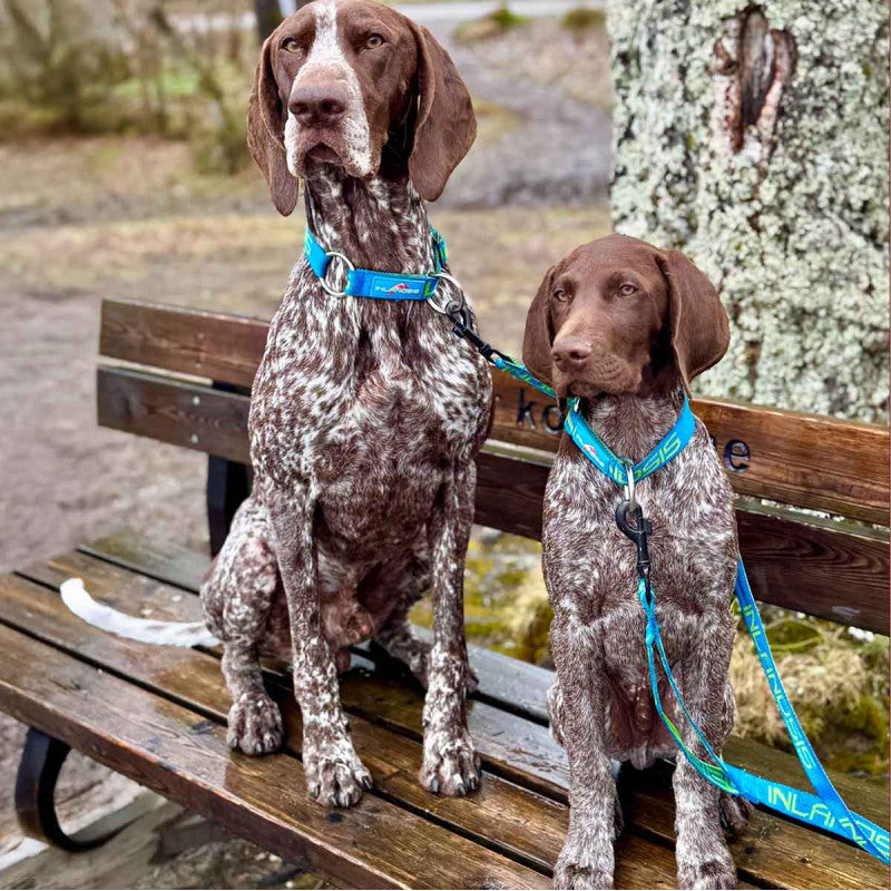 Névé - Collar para perro