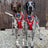 Bronze Two-Dog Neckline for Canicross, Mushing