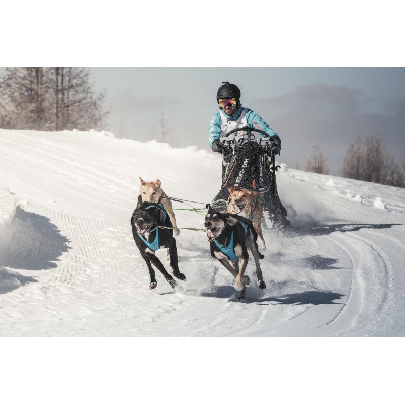 Bronze Two-Dog Neckline for Canicross, Mushing