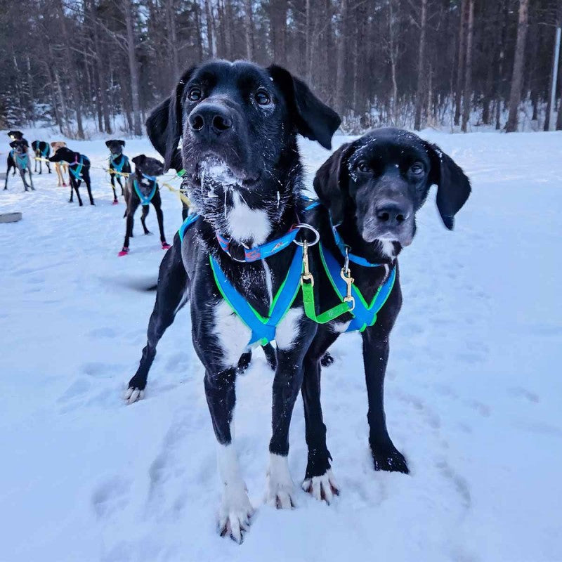 Ligne de cou 2 chiens Bronze canicross, mushing
