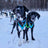 Bronze Two-Dog Neckline for Canicross, Mushing