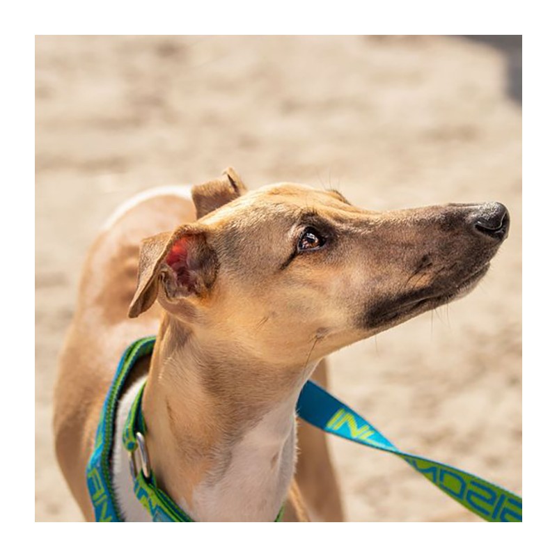 Névé SC - Collar semideslizante para perro
