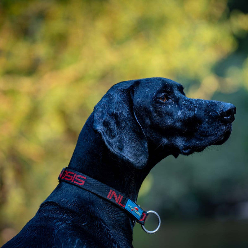 Névé SC - Collar semideslizante para perro
