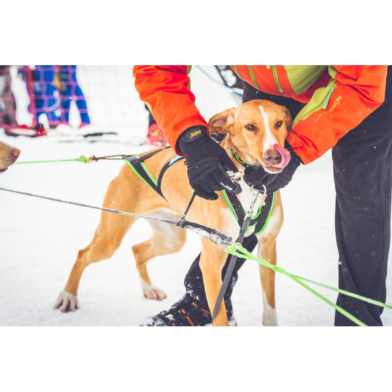 Névé SC - Collar semideslizante para perro