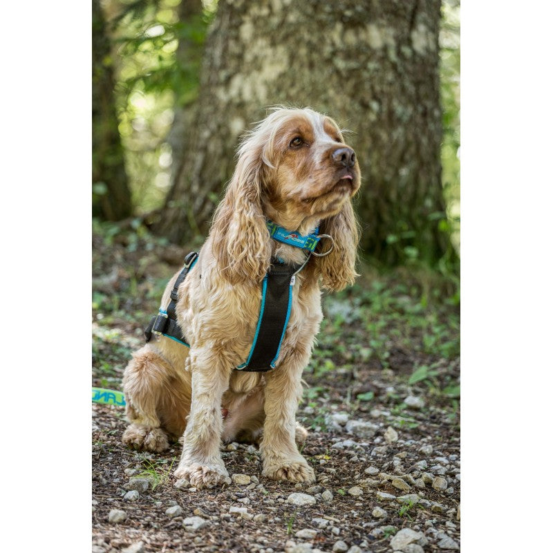 Névé SC - Collar semideslizante para perro