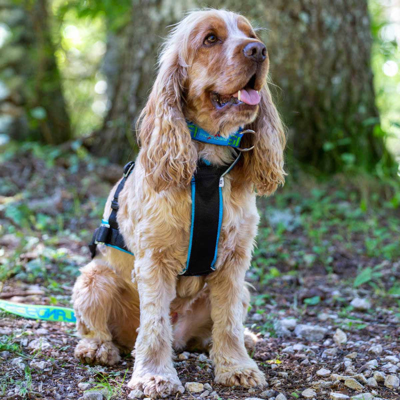 Open-Back - Adjustable canicross harness