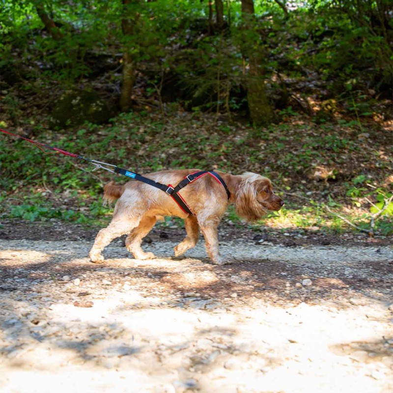 Open-Back - Adjustable canicross harness