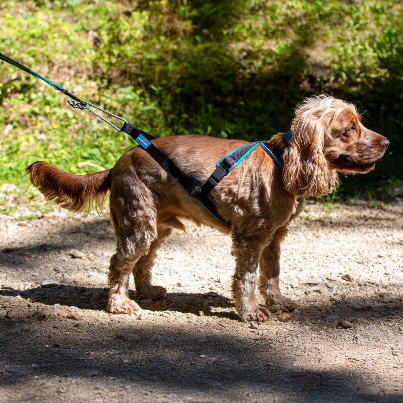 Open-Back - Adjustable canicross harness