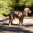 Open-Back - Adjustable canicross harness