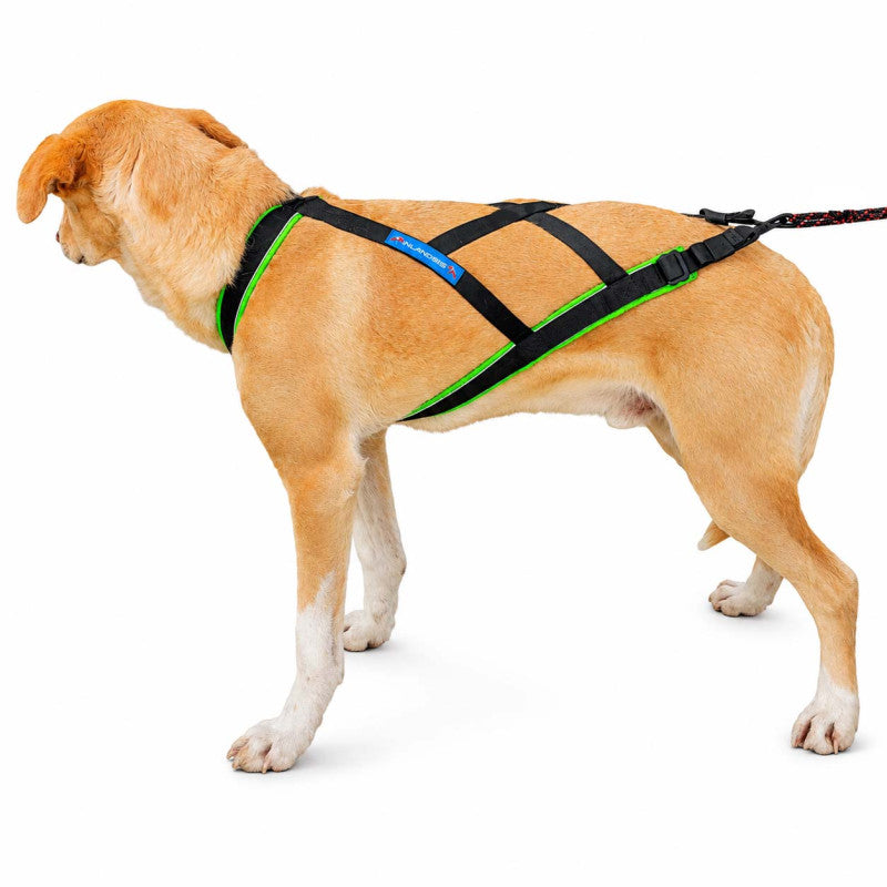 Polar Evo - Harnais canicross réglable