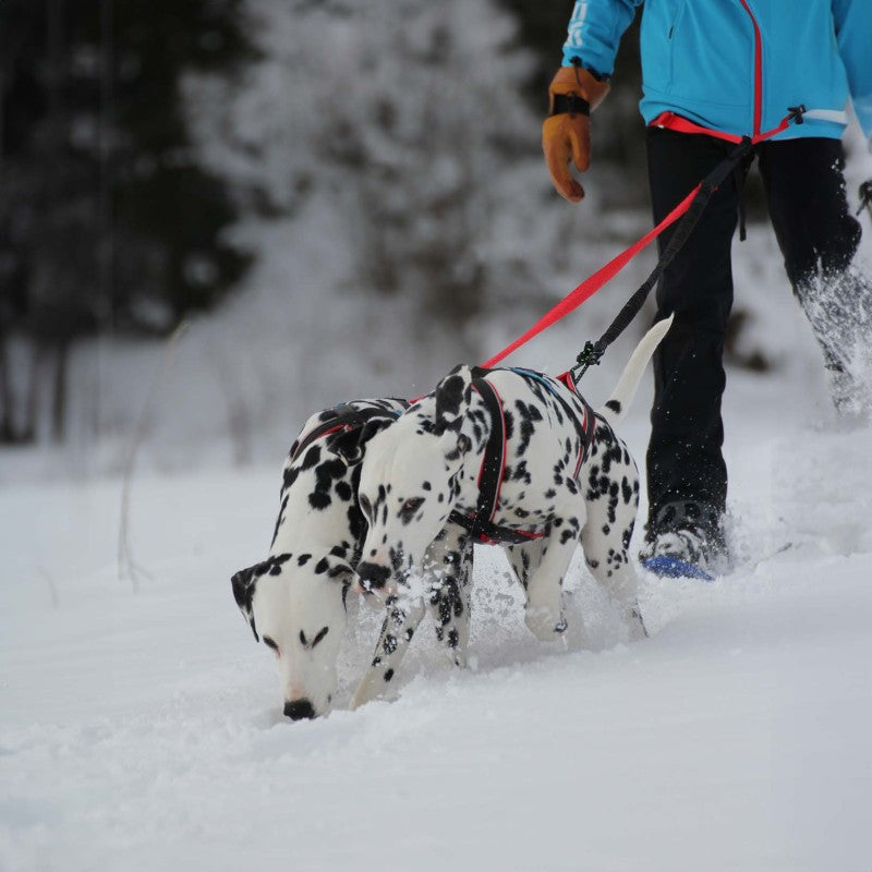 TwinCross - Ligne de trait 2 chiens canicross