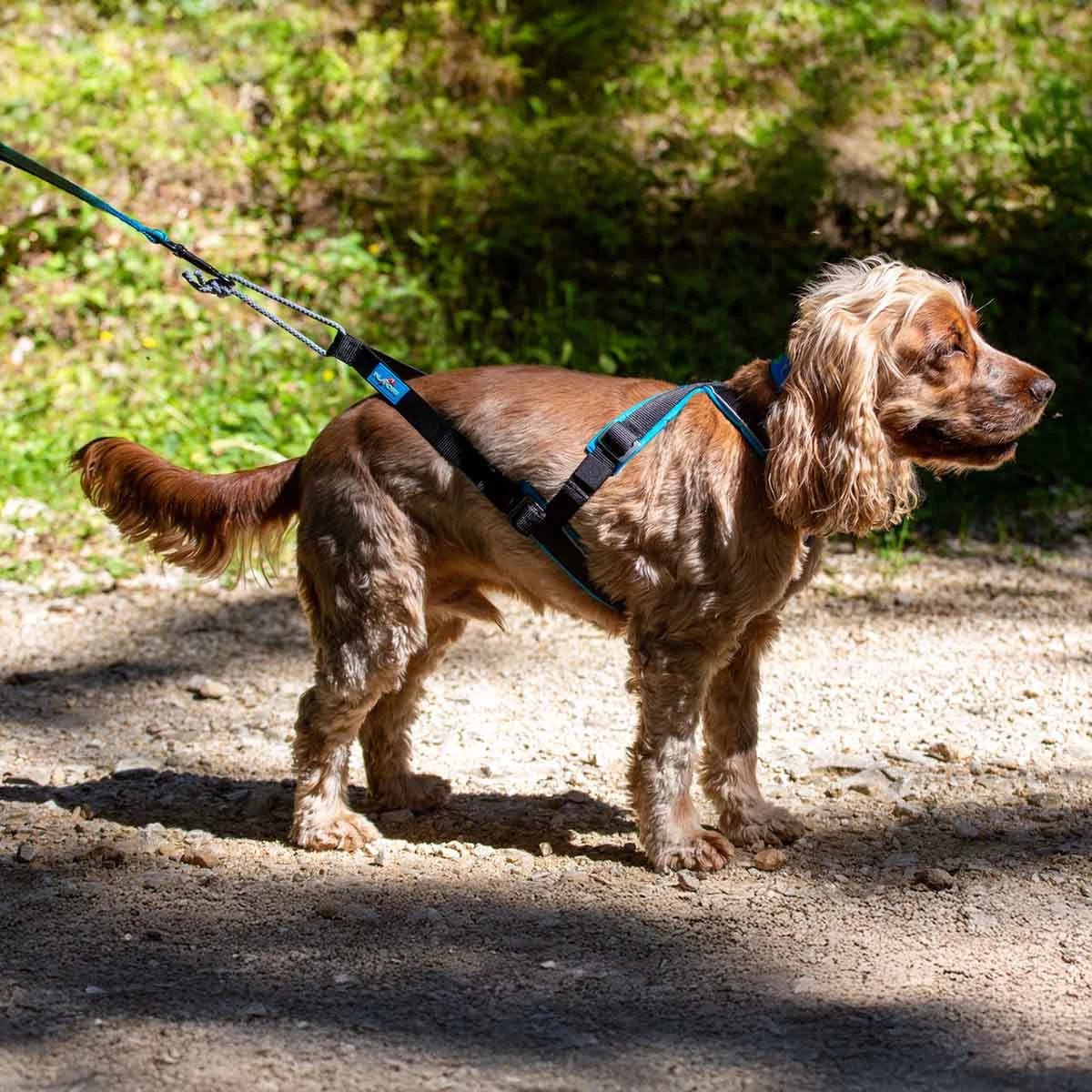 Pack Canicross & Canirando – Petits Chiens