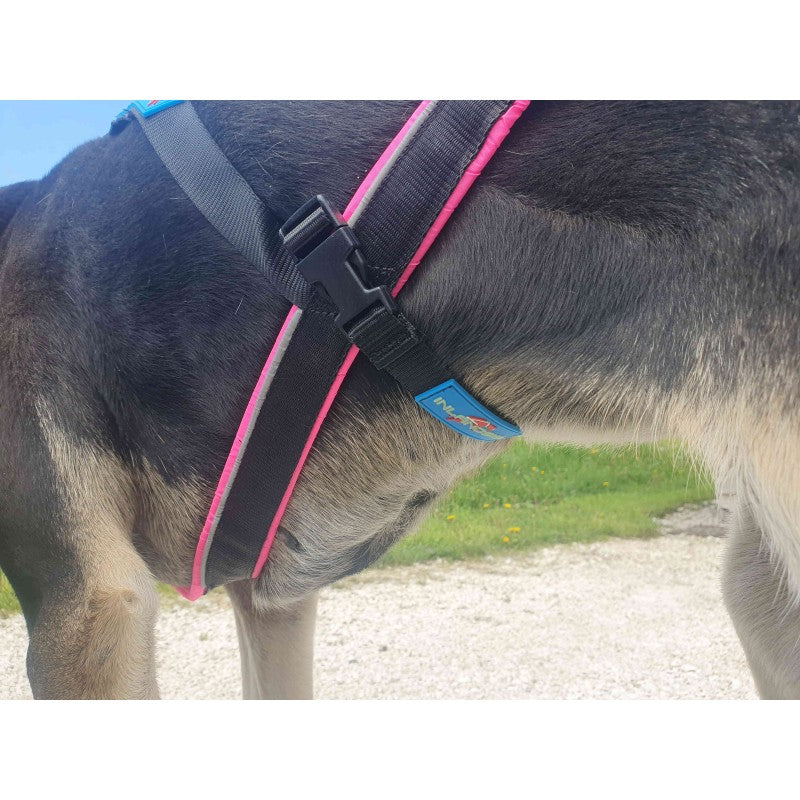Cincha de seguridad para perro