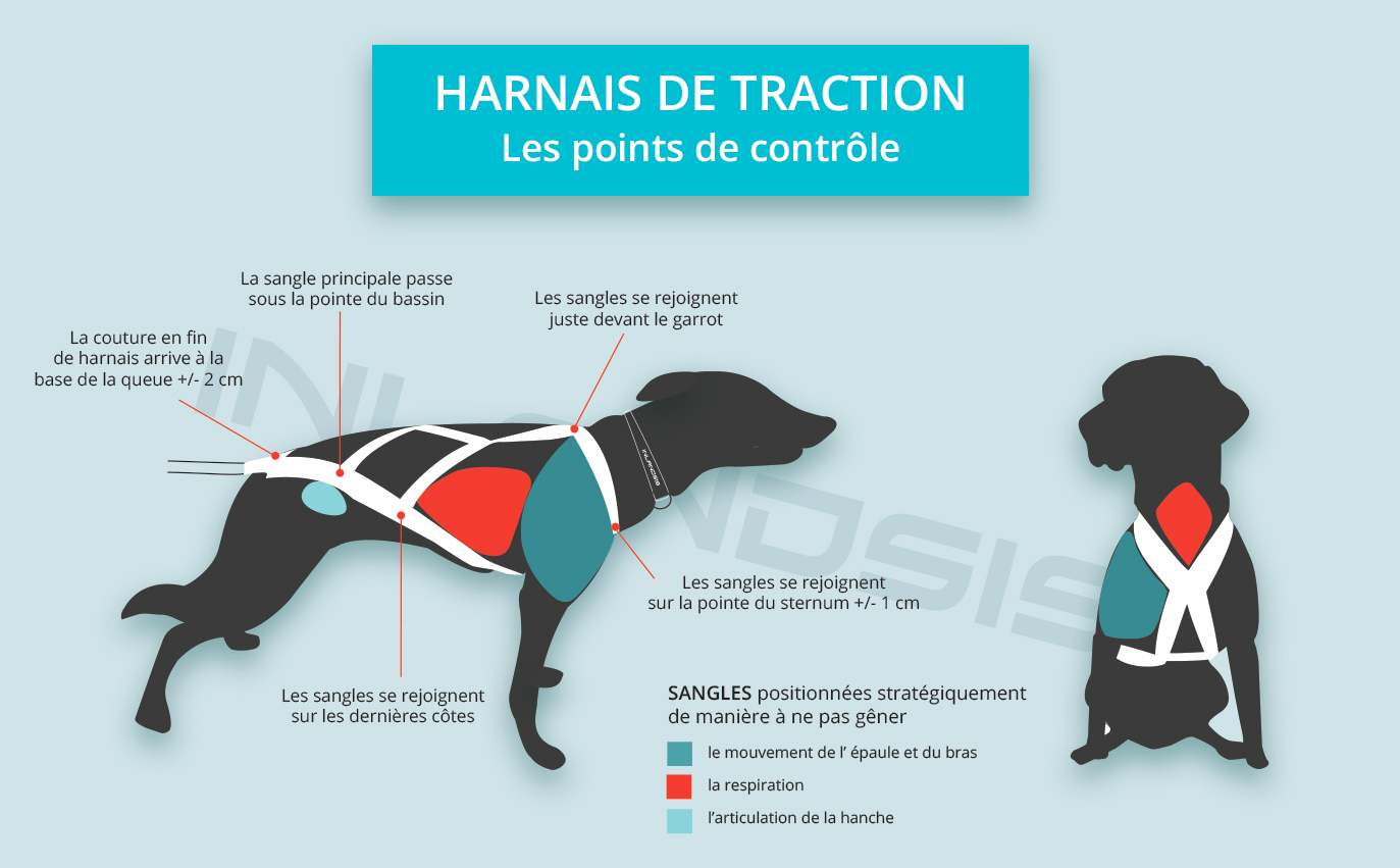 Harnais canicross bien adapté