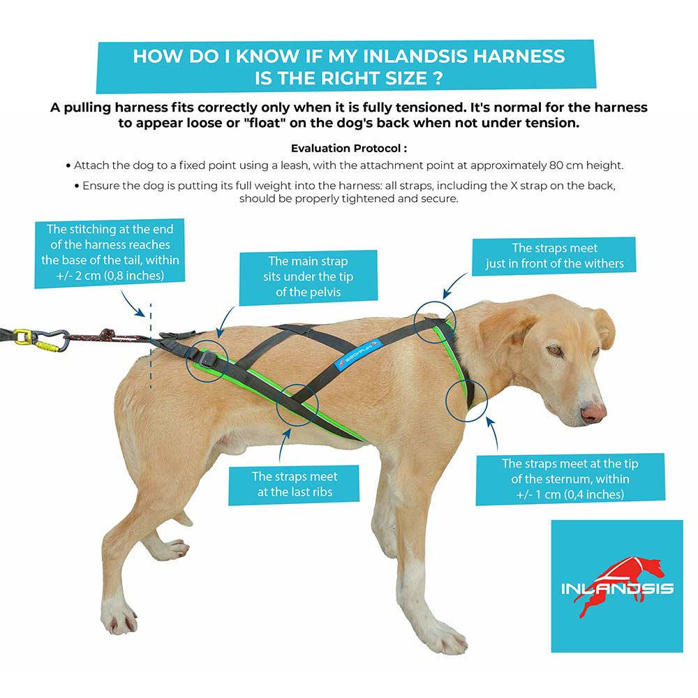 Guide Ensure Your Canicross Harness is the Right Fit for Your Dog