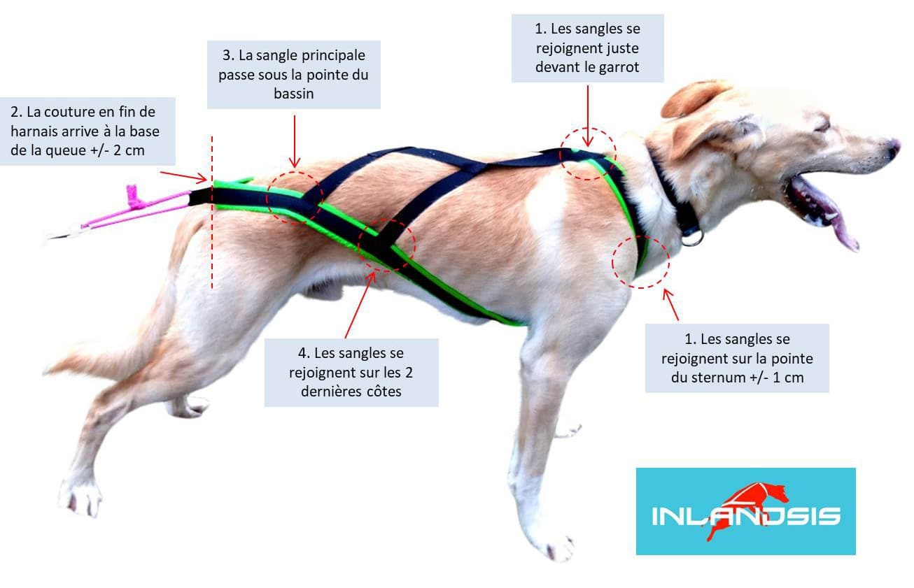 Inlandsis Storm - harnais performance canicross, cani-VTT et chien