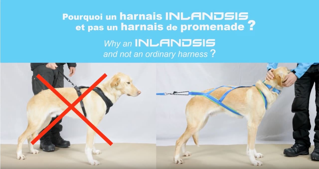 Harnais pour chien Canicross, Harnais sport canin