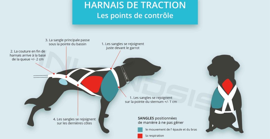 Comment enfiler et choisir la bonne taille de harnais de traction pour mon chien ?