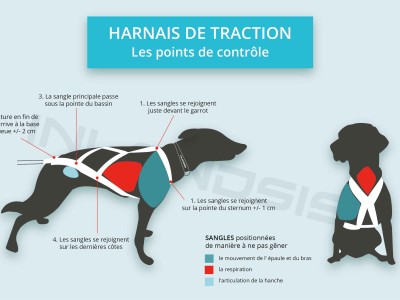 Comment enfiler et choisir la bonne taille de harnais de traction pour mon chien ?